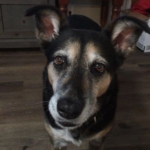 Meet your Posher, Shelley